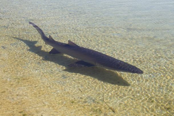 Shark rescue leads to stitch-up